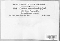 Coriolus versicolor image